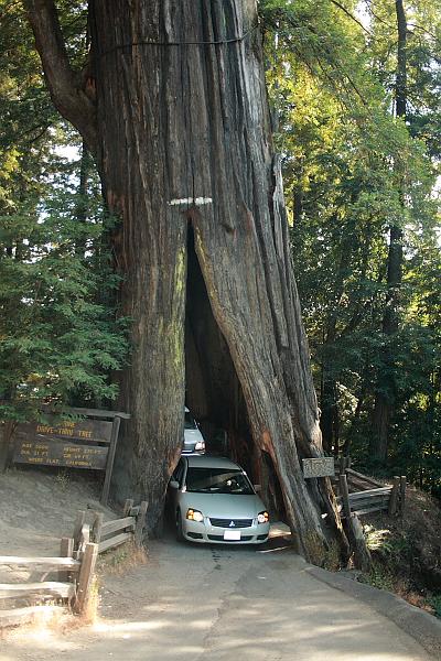 cal3759.JPG - Shrine Drive-Thru Tree in Myers Flat