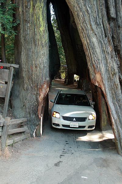 cal3760.JPG - Shrine Drive-Thru Tree in Myers Flat