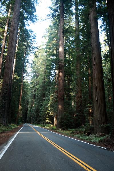 cal3765.JPG - Avenue of the Giants