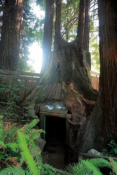cal3766.JPG - Another tree room