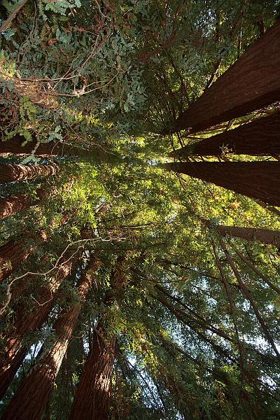 cal3767.JPG - Avenue of the Giants