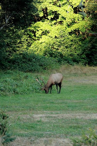 cal3820.JPG - Redwood National Park