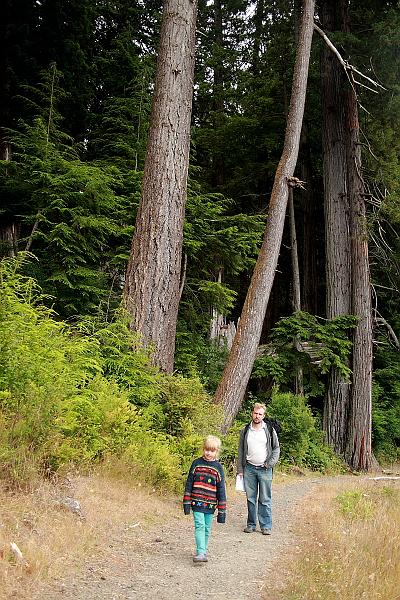 cal3842.JPG - Redwood National Park