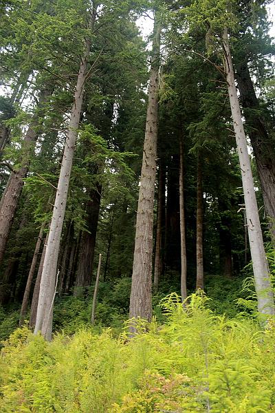 cal3843.JPG - Redwood National Park