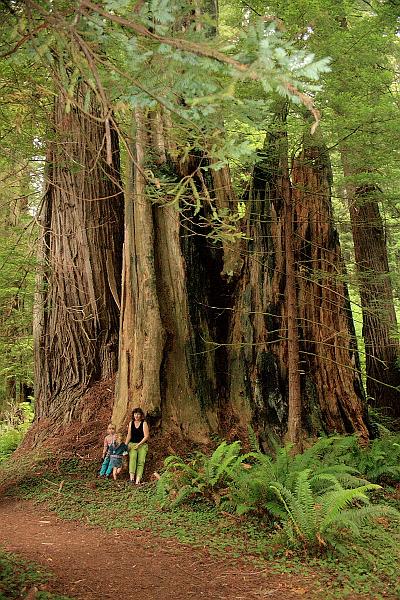 cal3844.JPG - Redwood National Park