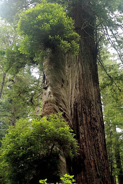cal3845.JPG - Redwood National Park