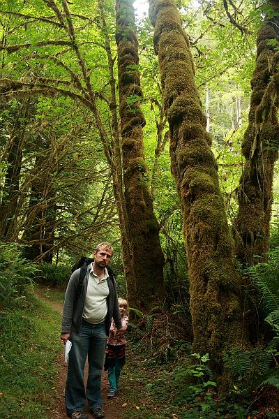 cal3846.JPG - Redwood National Park