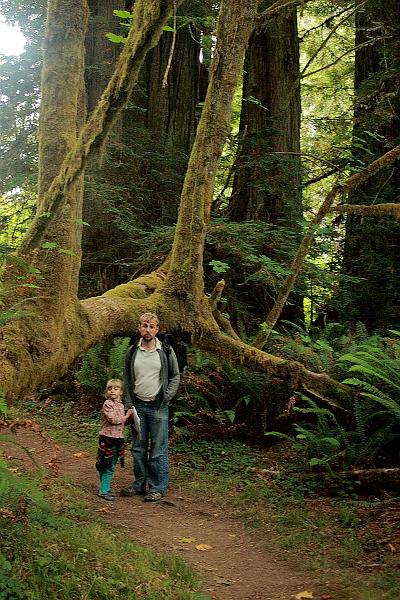 cal3847.JPG - Redwood National Park