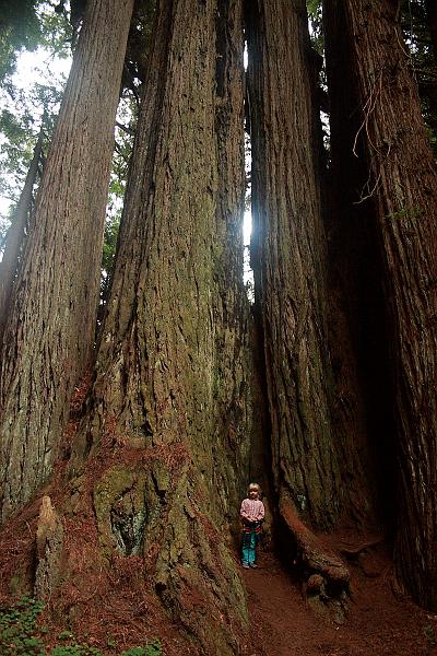 cal3848.JPG - Redwood National Park