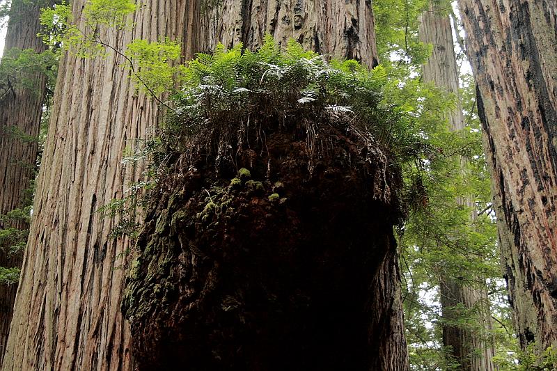 cal3849.JPG - Redwood National Park