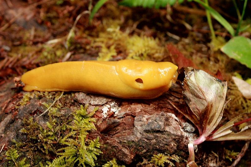cal3850.JPG - Banana Slug