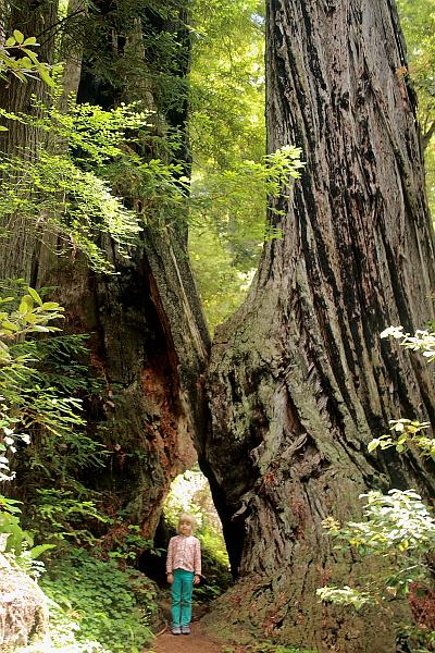 cal3851.JPG - Redwood National Park
