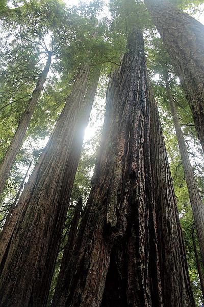 cal3854.JPG - Redwood National Park