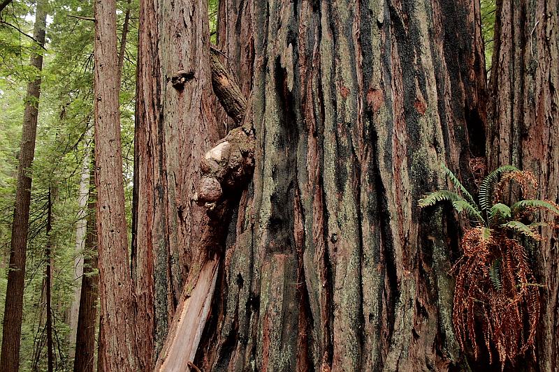 cal3855.JPG - Redwood National Park