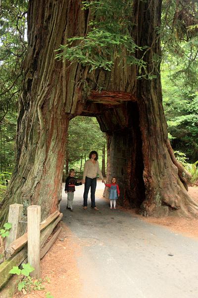 cal3858.JPG - Tour-Thru Tree in Klamath