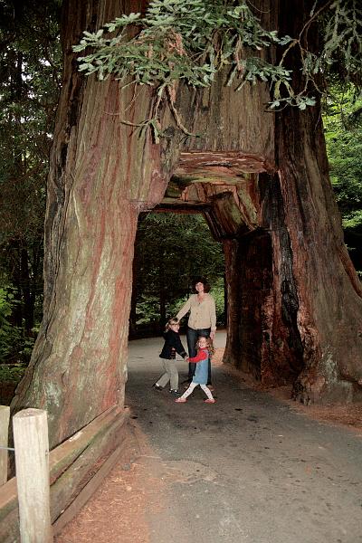 cal3859.JPG - Tour-Thru Tree in Klamath