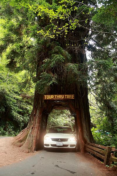 cal3860.JPG - Tour-Thru Tree in Klamath