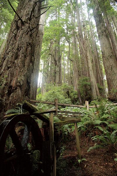 cal3862.JPG - "Trees of Mystery"