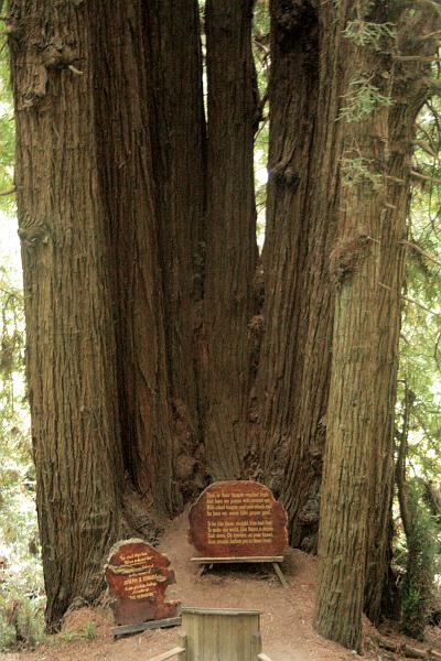 cal3863.JPG - "Trees of Mystery"