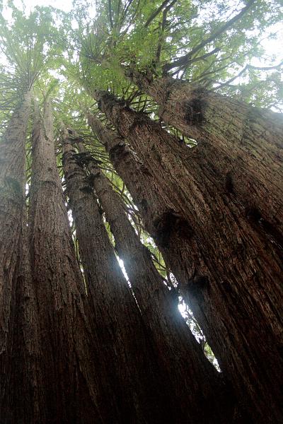 cal3864.JPG - "Trees of Mystery"