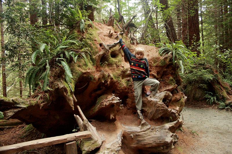 cal3866.JPG - "Trees of Mystery"