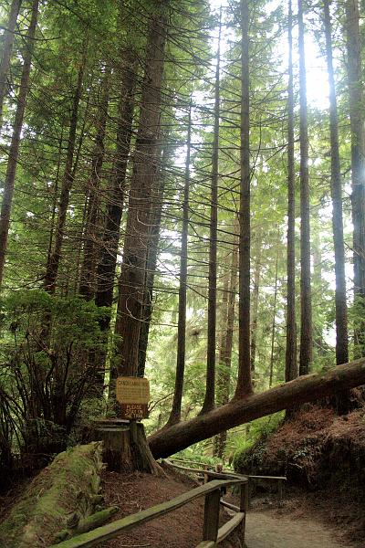 cal3867.JPG - "Trees of Mystery"