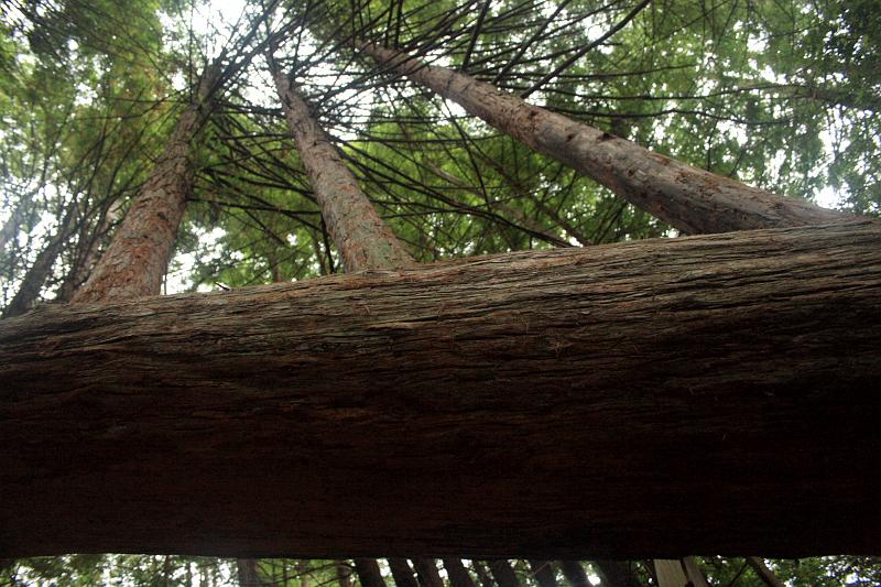 cal3868.JPG - "Trees of Mystery"