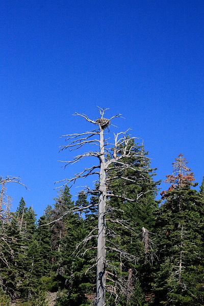 cal4001.JPG - Eagles at Lake Tahoe