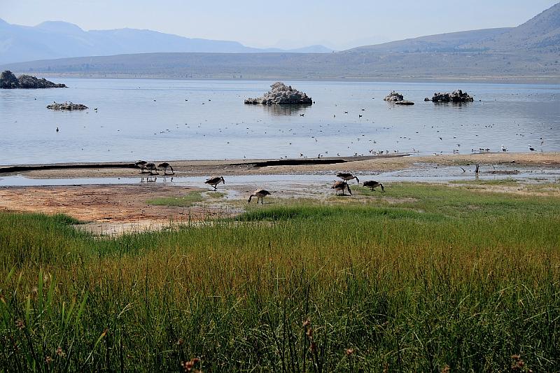 cal4008.JPG - Mono Lake County Park