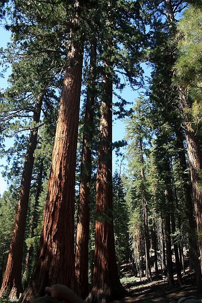 cal4046.JPG - Mariposa Grove in Yosemite