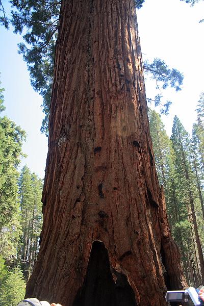 cal4047.JPG - Mariposa Grove in Yosemite