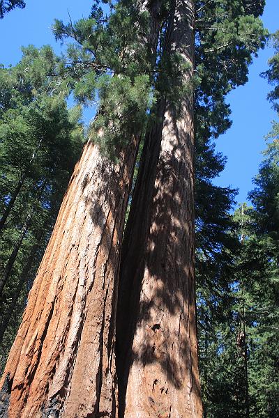 cal4048.JPG - Mariposa Grove in Yosemite