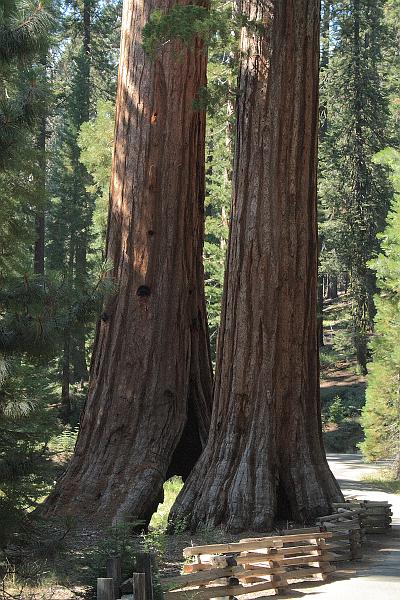 cal4049.JPG - Mariposa Grove in Yosemite