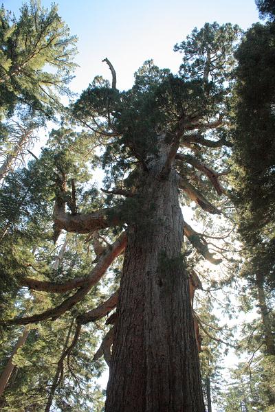 cal4050.JPG - Mariposa Grove in Yosemite