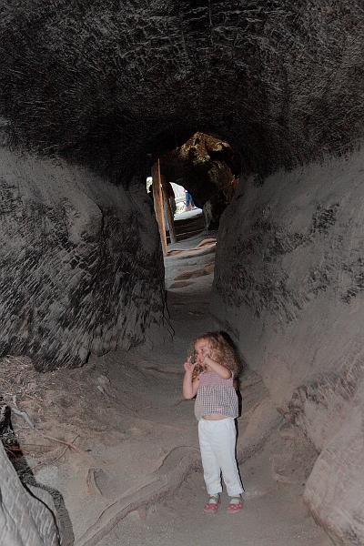 cal4066.JPG - Kings Canyon National Park - Grant Grove