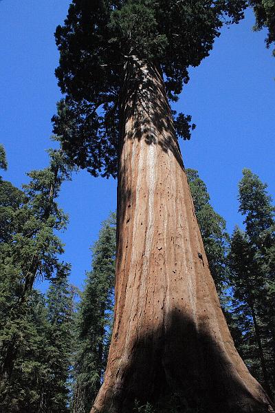 cal4067.JPG - Kings Canyon National Park - Grant Grove