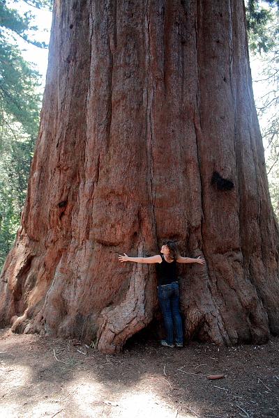 cal4069.JPG - Big Stump Trail in Kings Canyon