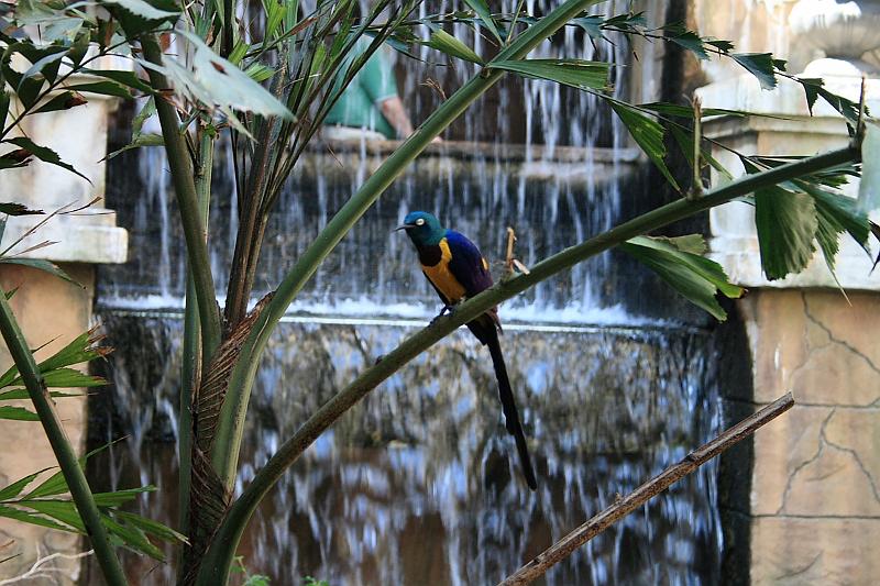 can2462.JPG - Aviary on Niagara Falls