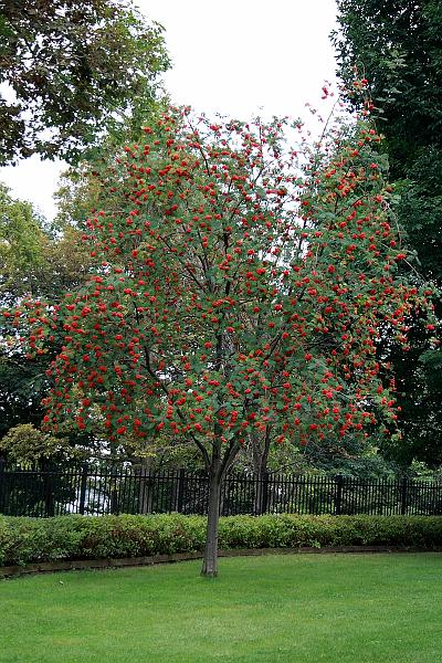 can2560.JPG - 1000 Islands, Boldt Castle