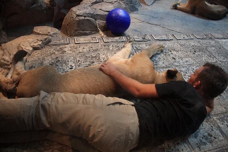 sed5360.JPG - White tiger in the hotel MGM