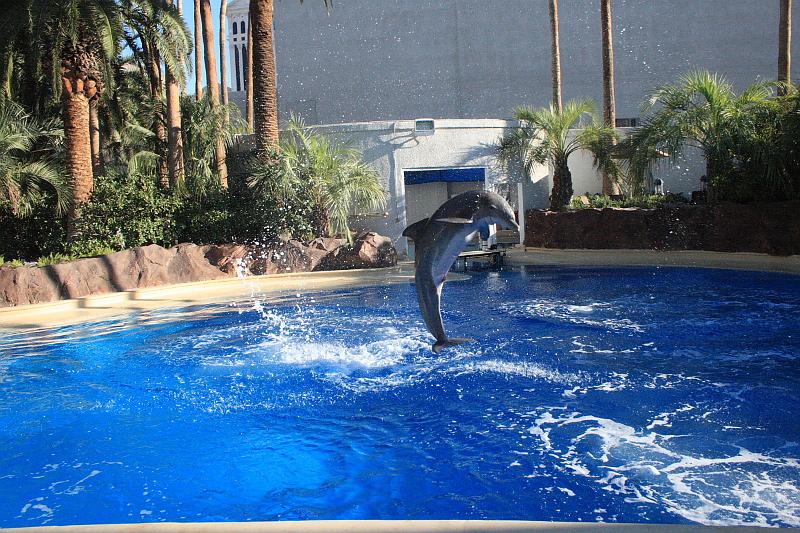 vegas5467.JPG - Siegfried & Roy’s Secret garden and Dolfins at The Mirage