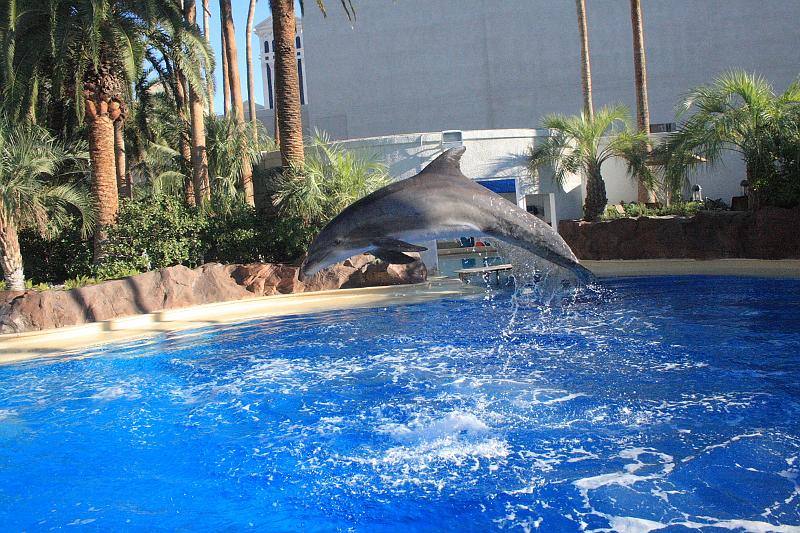 vegas5468.JPG - Siegfried & Roy’s Secret garden and Dolfins at The Mirage