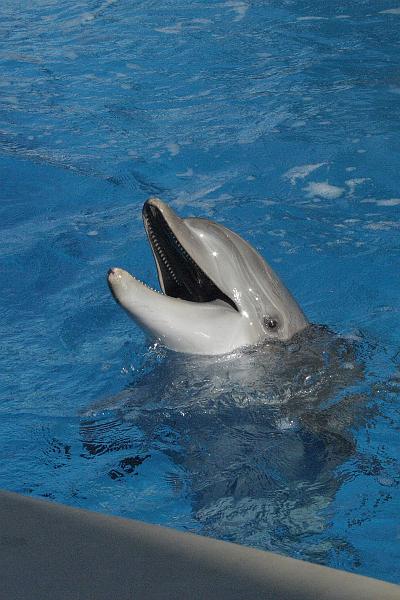 vegas5469.JPG - Siegfried & Roy’s Secret garden and Dolfins at The Mirage