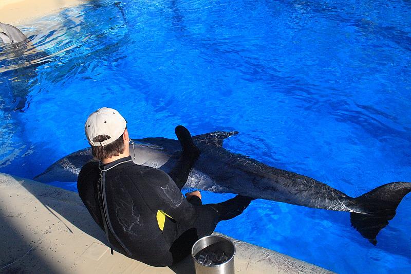 vegas5470.JPG - Siegfried & Roy’s Secret garden and Dolfins at The Mirage