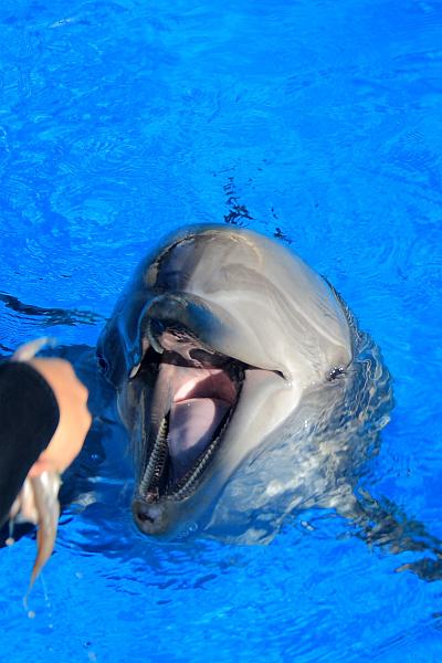 vegas5471.JPG - Siegfried & Roy’s Secret garden and Dolfins at The Mirage