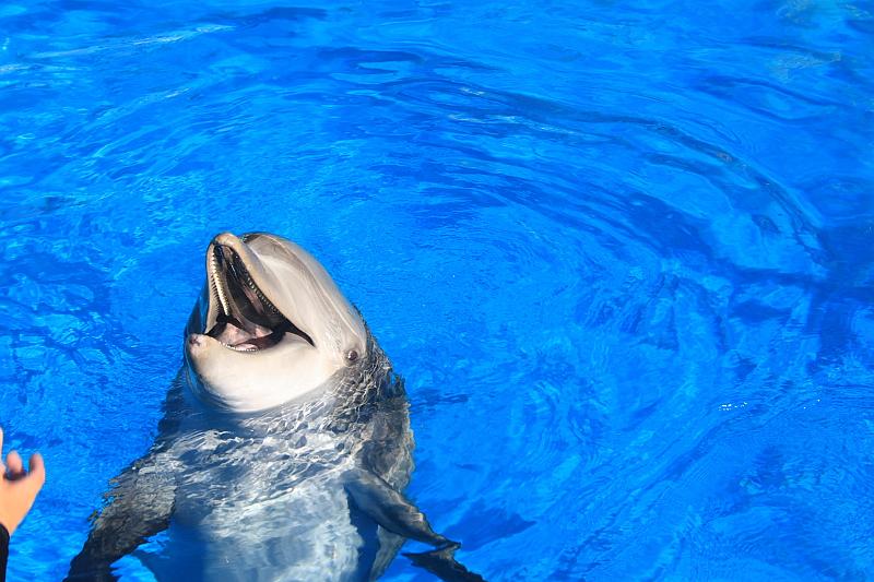 vegas5473.JPG - Siegfried & Roy’s Secret garden and Dolfins at The Mirage