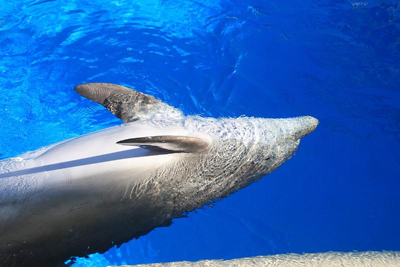 vegas5474.JPG - Siegfried & Roy’s Secret garden and Dolfins at The Mirage