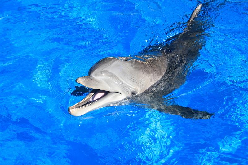 vegas5475.JPG - Siegfried & Roy’s Secret garden and Dolfins at The Mirage