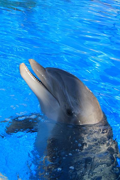 vegas5477.JPG - Siegfried & Roy’s Secret garden and Dolfins at The Mirage