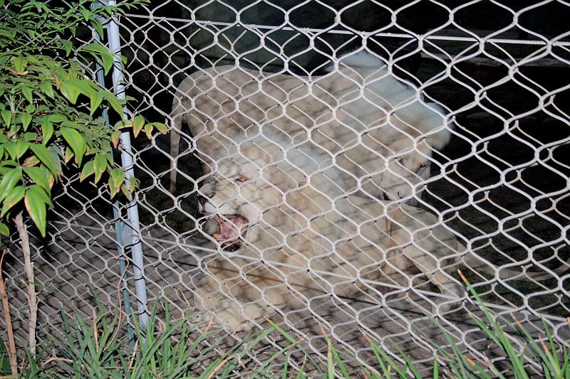 vegas5478.JPG - Siegfried & Roy’s Secret garden and Dolfins at The Mirage